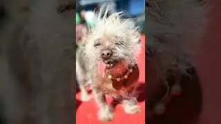 Strange dogs#собакаСтранные собаки#dog