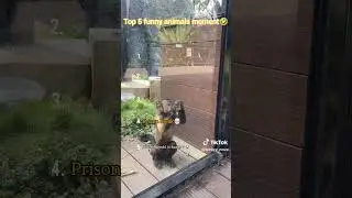 FUNNY ANIMALS MOMENTS 🤣#shorts #viralshorts