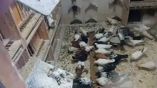 Mrożno Jastrząb nie śpi ale gonimy pozdrawiam wszystkich oglądających 🎅🎅👌