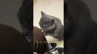 Why Do Cats Sniff You? The Cute Secret Behind Their Behavior! 🐾👃