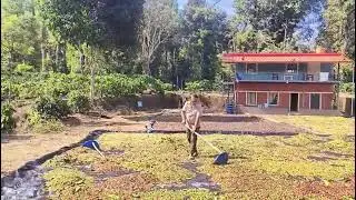 Coffee Beans Drying at The Banker's Bunker