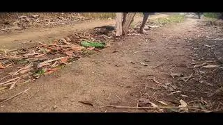 Village Craft Process: Splitting Bamboo by Hand #RuralAgriculture #TraditionalFarming