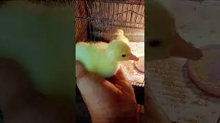 Merawat anak angsa yg baru menetas #angsa #duckfarming #ternak