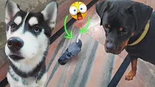 My Dogs on kabutar🐦🕊😵 || Dog Can Talk part 54 || Rottweiler, Husky, REVIEW RELOADED