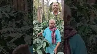 Netsurf Biofit products have shown excellent results for coffee and pepper plants near CKM.🌱🌱🍀🍀🌴🌴