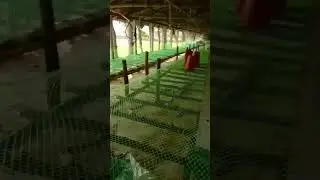 poultry farm, broiler shed, new shed construction, no litter,no husk , no sand