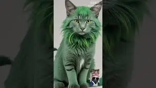 Kitty Crusaders: Saving the Day with Superhero Cats