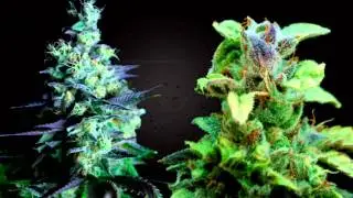 The Secrets of the West Coast Masters: The Ultimate Techniques for Growing Medical Marijuana