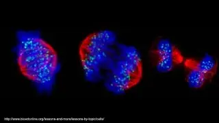 Protein Modification: The Fine Tuning for a Proper Cell Division Orchestra