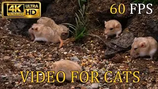 [NO ADS, NO AI] Cat TV for Cats to Watch 😺 Hamsters & Gerbils: The Succulent Garden – 4K 60FPS