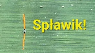 Walka Przyniosła Efekty! Sposób na oporne Ryby! Wędkarstwo Spławikowe