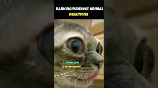 Ranking Funniest Animal Reactions #shorts