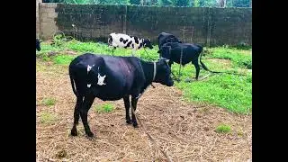 Muturu Cattle - Interesting Facts
