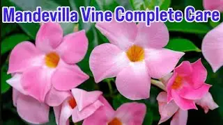Mandevilla Vine Complete Care/अगर फूल नहीं आ रहे हैं तो करे ऐसे देखभाल/ Best Care Tips