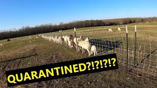 Starting a farm vlog #33 Working sheep in our head chute