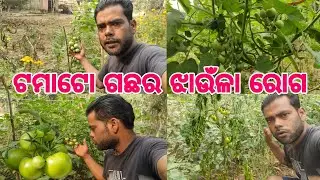 ଟମାଟୋ ଗଛର ଝାଉଁଳା ରୋଗ | Tomato wilt | Tomato farming 🌱