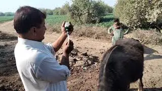 buffalo cow.pox treatment in village first time