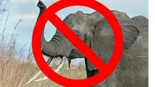 3 Quick Tips to Help You Counter Elephants in Total War Arena