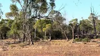 Ring-necked parrots at The Comet opal mine in Queensland