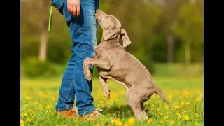 The ABCs of Dog Training:  Mastering Antecedent, Behavior, Consequence