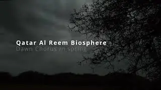 🎧 Dawn Chorus in Al Reem Biosphere | March 2025Best experienced with headphones.