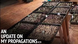 #19 Succulent Propagation Update