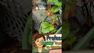 Один сезон для еды, другой для размножения 🍓
