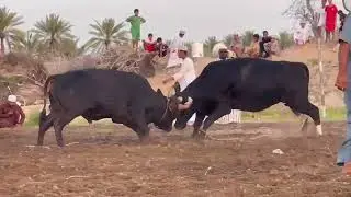 هدبان و لاهر