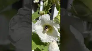Hummel in der Gehegem&uuml;hle