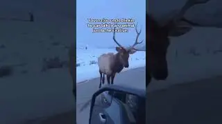 your native uncle thinkin he can talk to any animal just because he's native