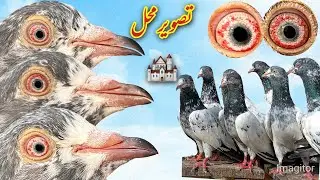World Famous Pure &Fine Quality Mian Nazeer Blood line |Golden |Tasveer waly |kasuri 