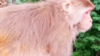 kiki monkey playing Beez tricks and travel