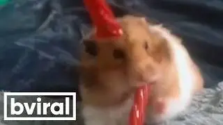 Hamster Hides Many Twizzlers in Mouth