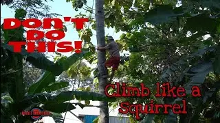 Amazing Dangerous And Fastest Skill Cutting Coconut Tree. Don't Do This When Cutting Down The Tree