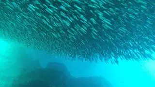 Nu&eacute;e de millions de poissons &agrave; Epidaure