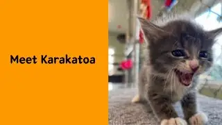 50 Genius Pet Names That Had No Right Being This Good