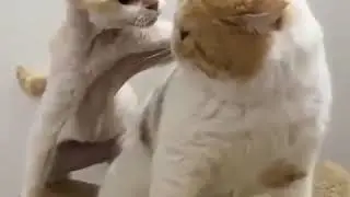 Combat de chat