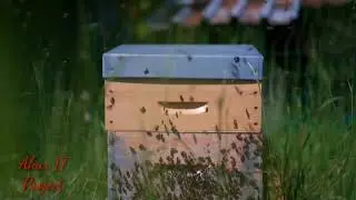 Honey bees roaming around