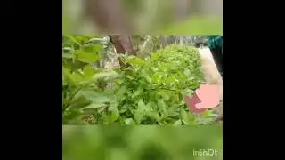 Awareness Video / Save trees / Cast: Jethro & Team #Save #Nature