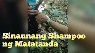 Sinaunang Shampoo at Conditioner ng matatanda (Gugo)