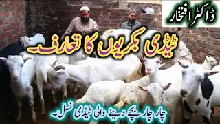 Introduction of Teddy Goats ll ٹیڈی بکریوں کا تعارف ll Teddy bakriyu ka tarruf ll Doctor Iftikhar