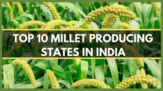 TOP 10 MILLET PRODUCING STATES IN INDIA 2021 | MILLETS GROWING REGIONS IN INDIA