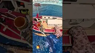 SO CLOSE! Sailfish Nearly Grabbed by a Giant Tuna #short #fish #fishing #trending #amazing #viral