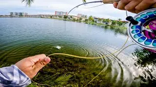 Back from the ICAST Fishing Show with a Backyard Sesh (Peacock Bass on the 5wt)