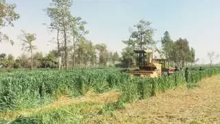 Oat Silage  Chopping by Agricomplex Pakistan