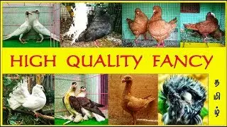 🕊️🕊️100 ஜோடிக்கு மேற்பட்ட 