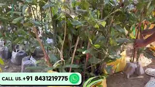 Macadamia Nut Plants for Sale, Top or Bottom Grafted, Seedlings,& Nuts Available  All India Delivery