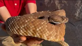 I FOUND A WILD RED RATTLESNAKE AT NIGHT