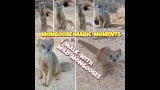 I WALK WITH WILD MONGOOSES!   ☆ MONGOOSE MAGIC MOMENTS ☆ AUTHOR THE MEERKAT MAN ☆ THE MONGOOSE MAN