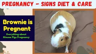 Guinea pig Pregnancy signs, diet and care